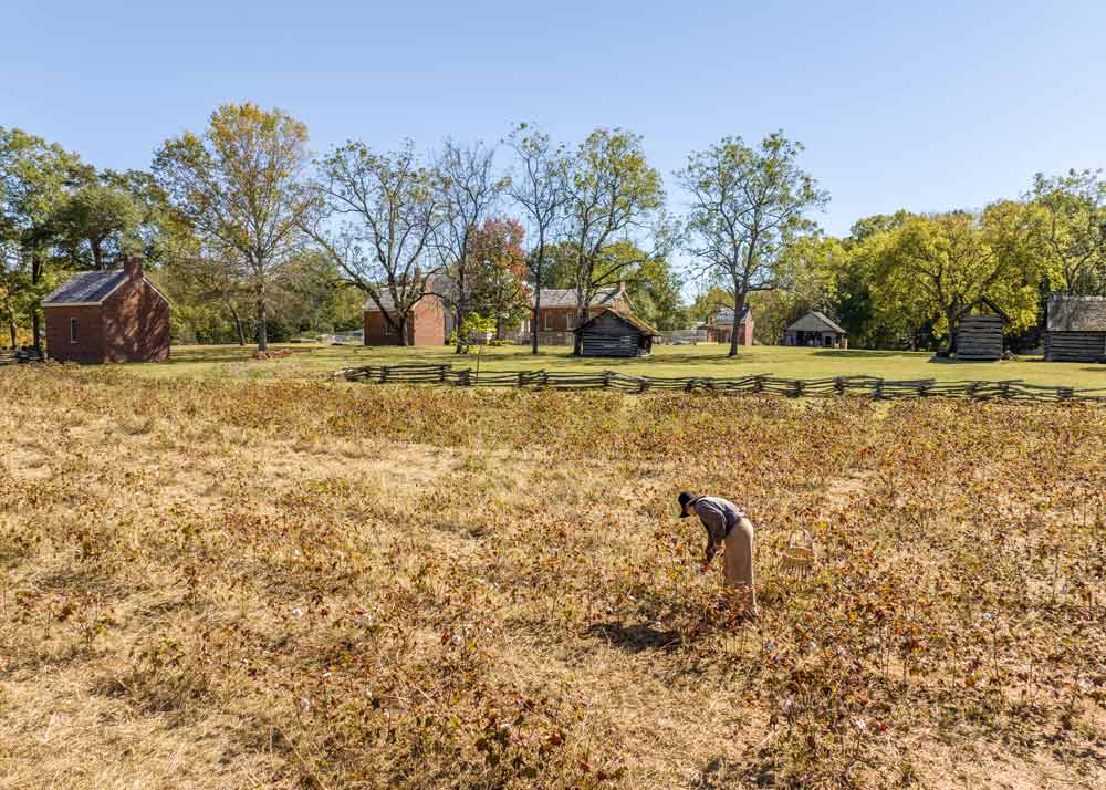Harvest on the Homestead